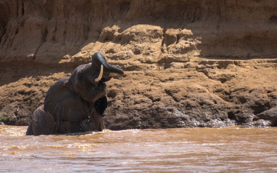elephant-in-the-river-3-7