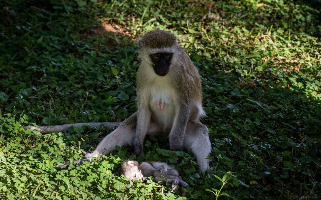 dead-baby-monkey-with-mum