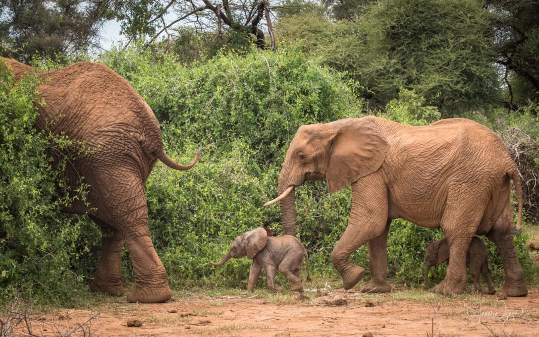 Rare elephant twins! - Jane Wynyard