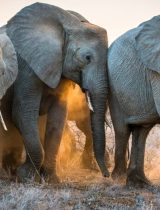 The first film Jane Wynyard’s mum ever took her to was Born Free, the story of a couple who raised an orphaned lion cub before releasing her into the wild in Kenya.