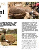 Unravelling the mysteries of elephant society