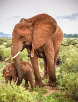 Orphans like Soutine, pictured here with her calf, have been observed socialising with different family groups in the Samburu elephant population