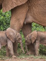 Incredibly rare African elephant twins have been born at a reserve in Northern Kenya for the first time in decades.