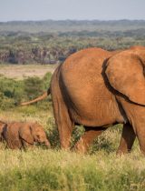 Kiwi Jane Wynyard left the rarefied
air of high-fashion PR in London to publicise the plight of African elephants.